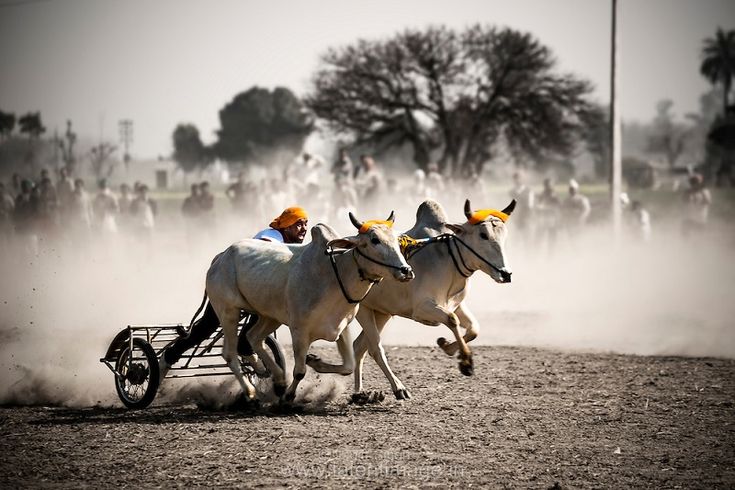 rural olympics festival in india