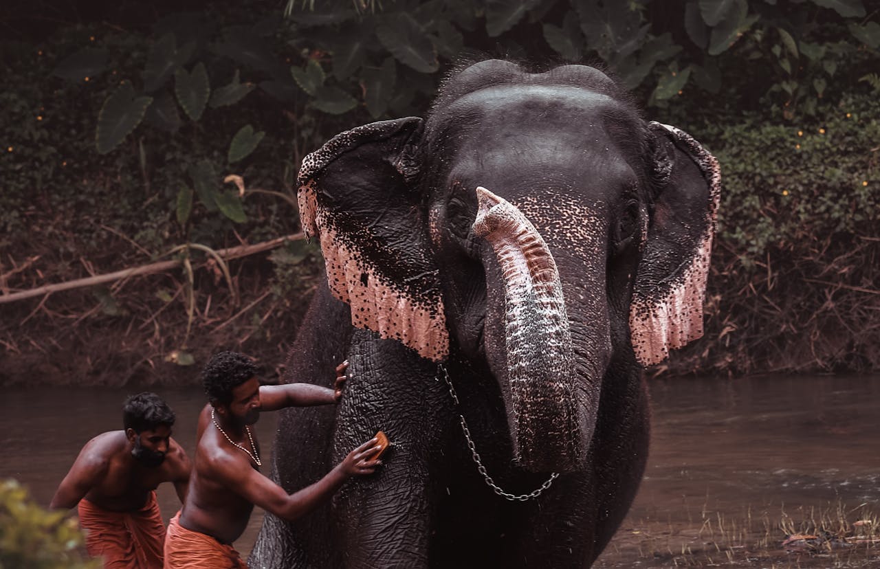 elephant in kerala places to visit in india
