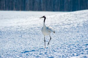 Hokkaido Island: The Untamed Isle at the Edge of Japan